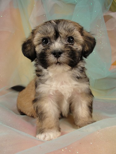 Male Lhasa Bichon Puppy for Sale #24 DOB 5-1-11